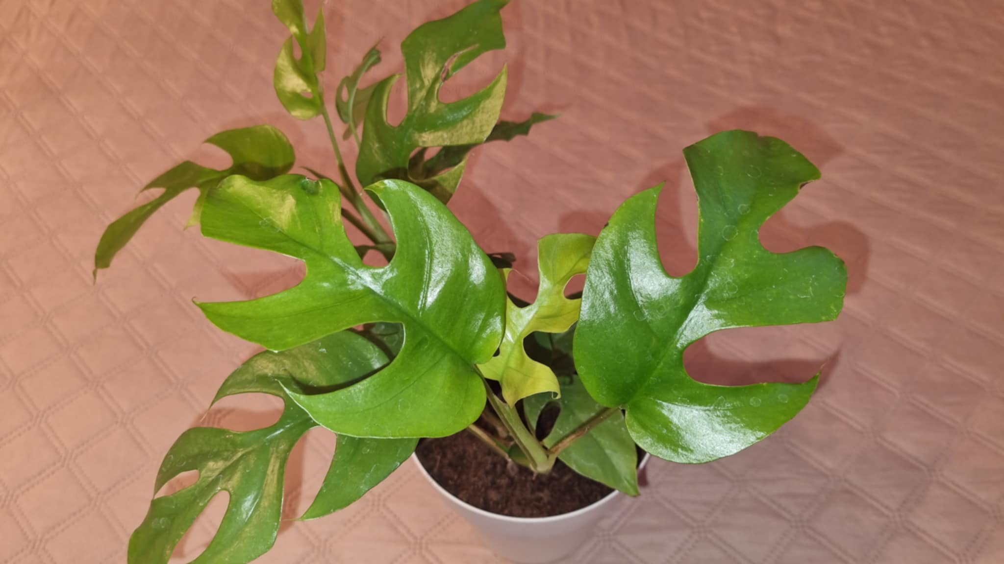 Monstera Adansonii Variegated Image 1